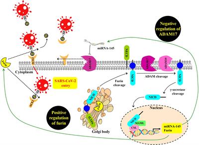 NOTCH signaling in COVID-19: a central hub controlling genes, proteins, and cells that mediate SARS-CoV-2 entry, the inflammatory response, and lung regeneration